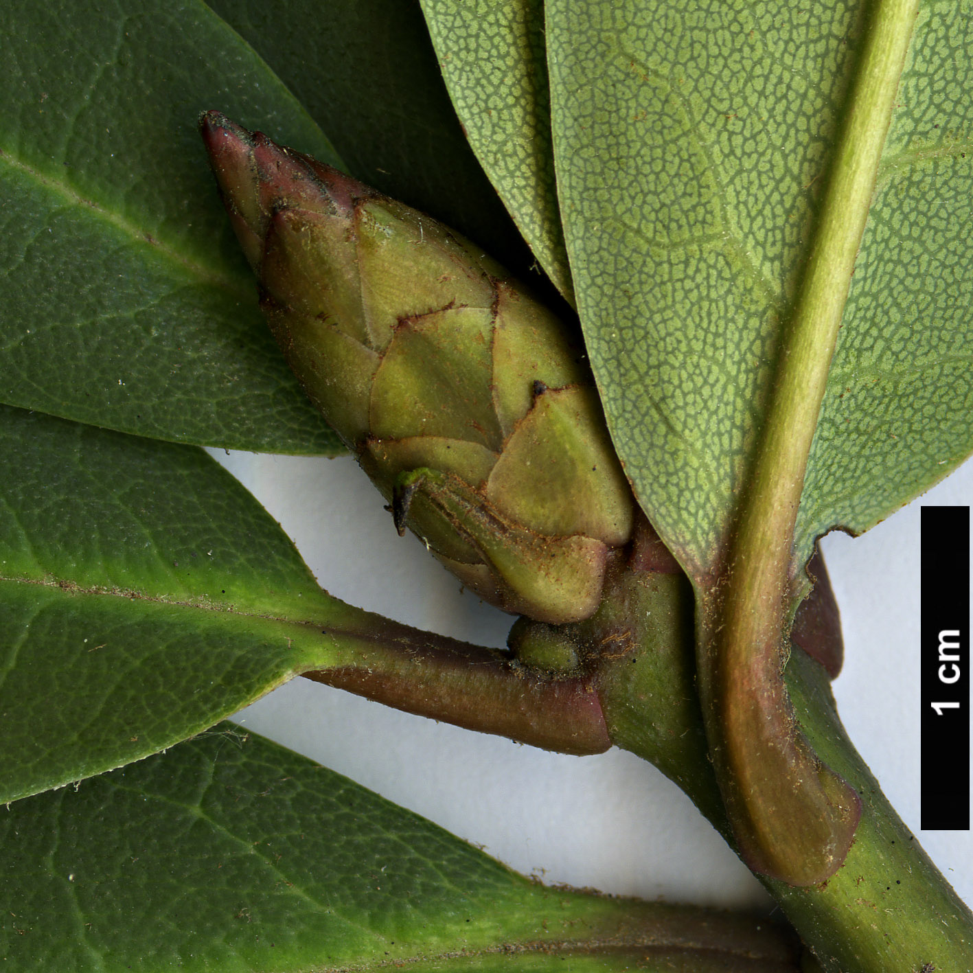 High resolution image: Family: Ericaceae - Genus: Rhododendron - Taxon: anthosphaerum